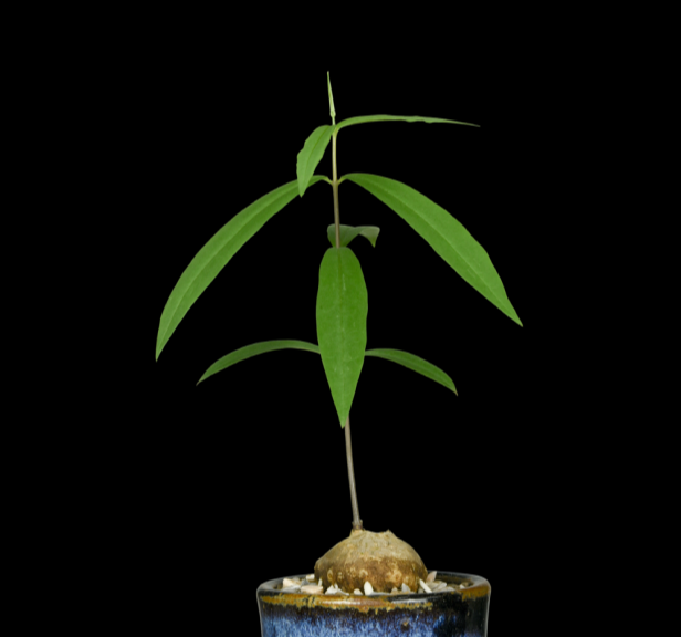 Ceropegia-sootepensis-67.png