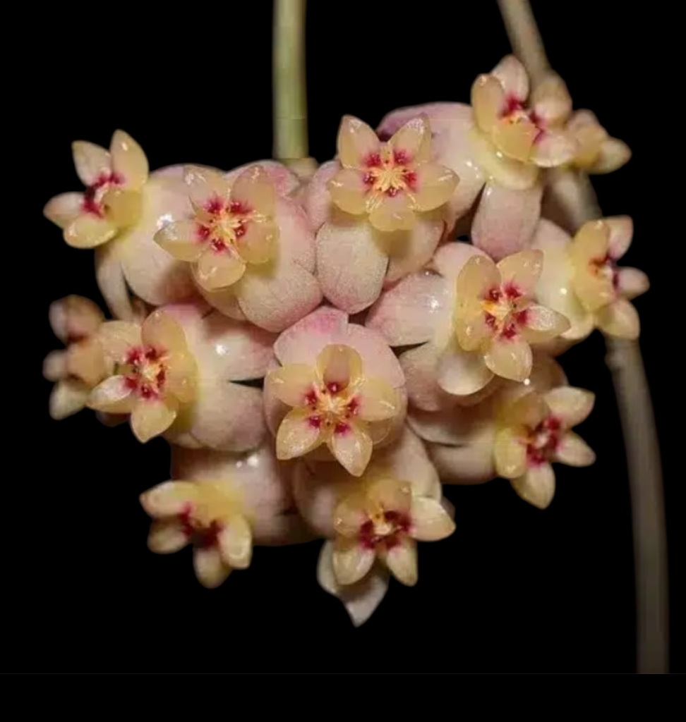 Hoya scortechinii .png