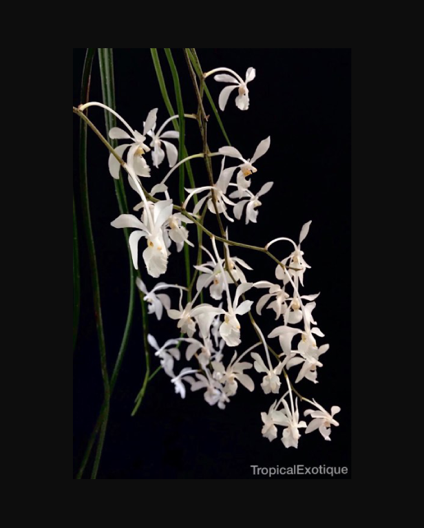 Holcoglossum subulifolium