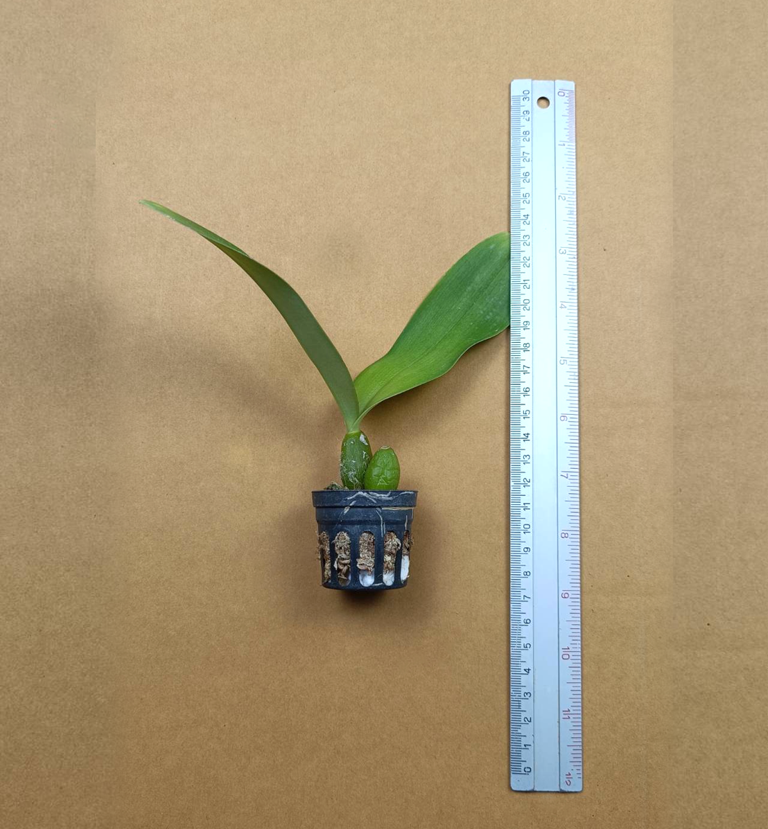 Bulbophyllum+hirtum+1.png