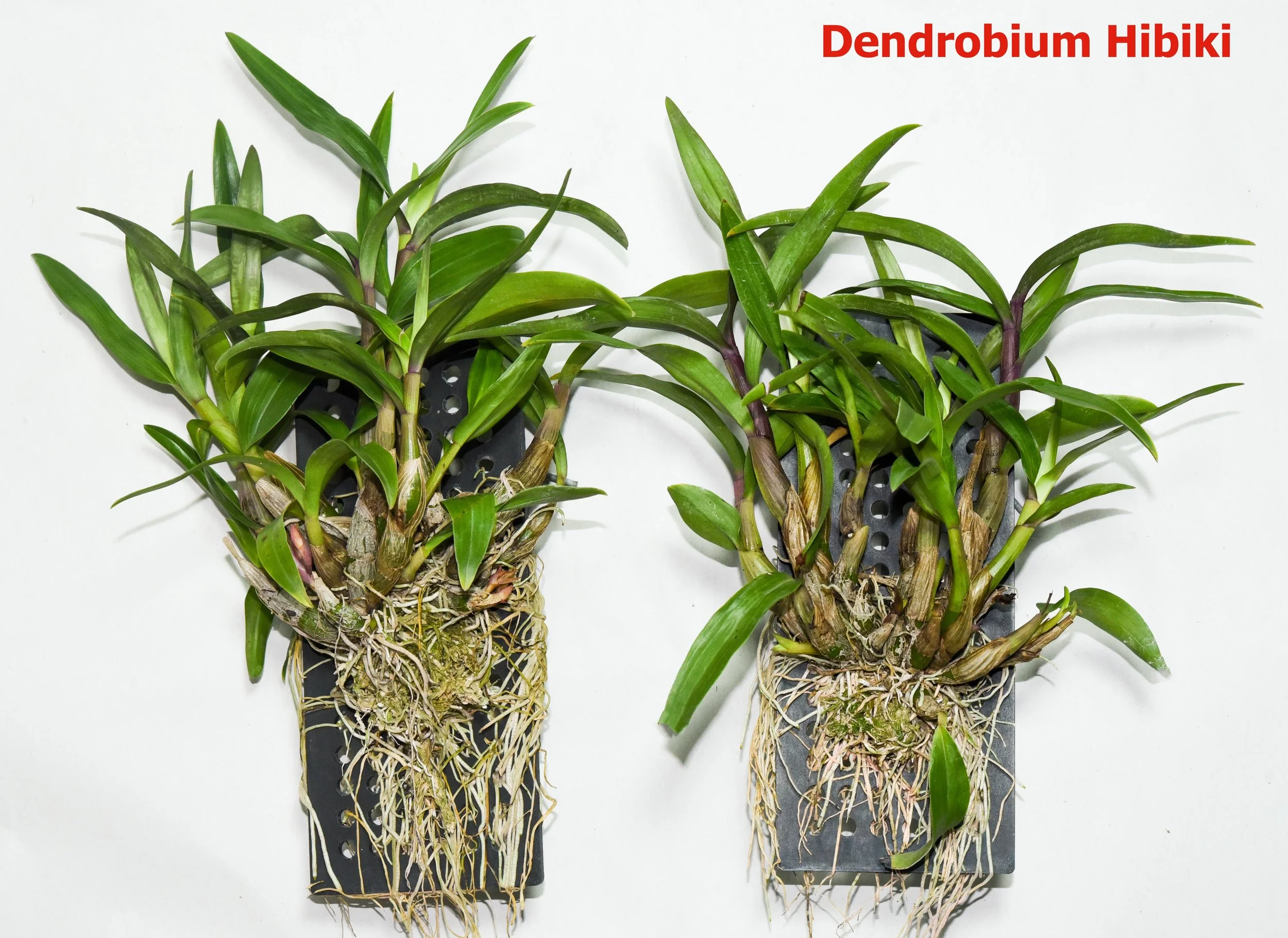 Dendrobium Hibiki.jpg