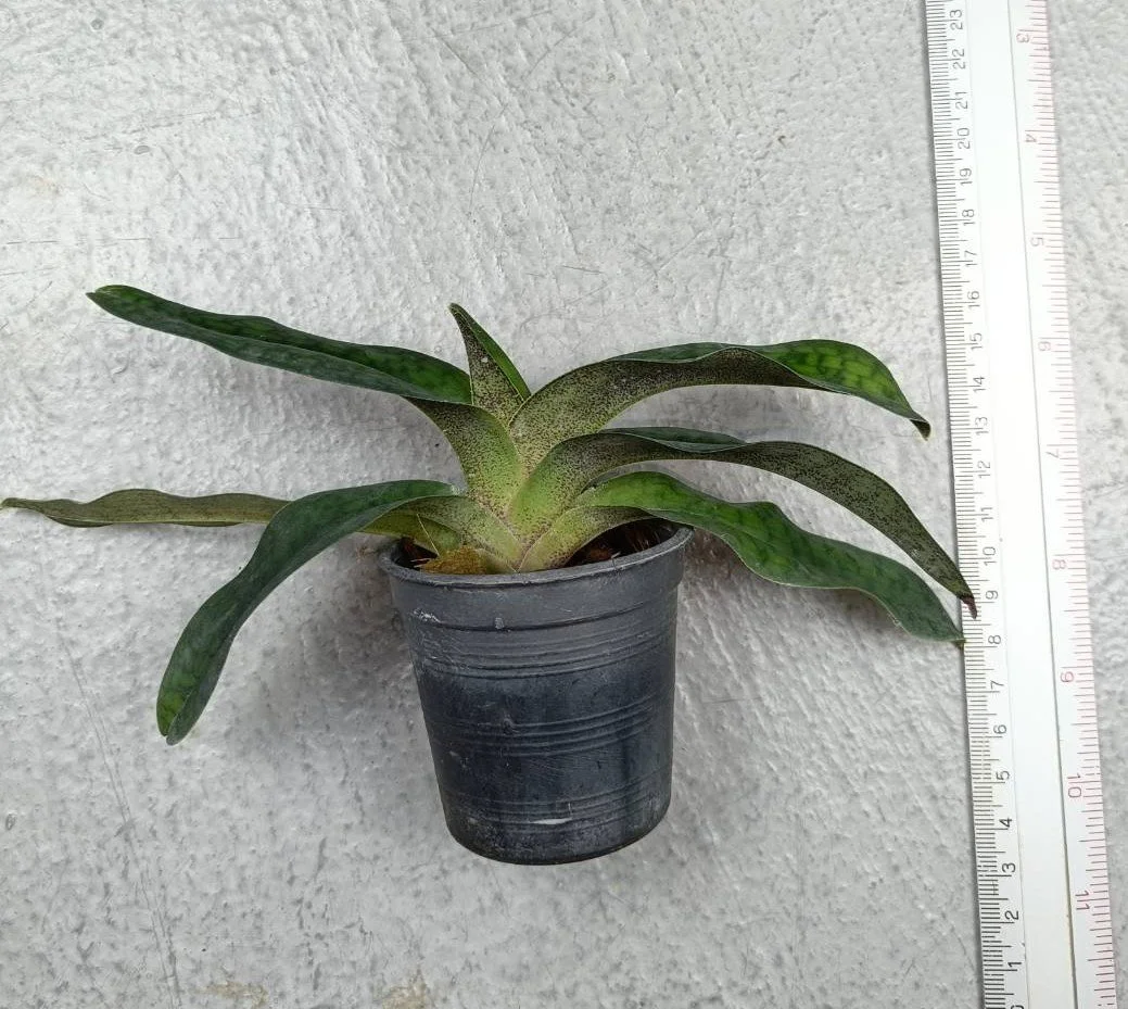 11 Paph. Shun Fa Golden.jpg