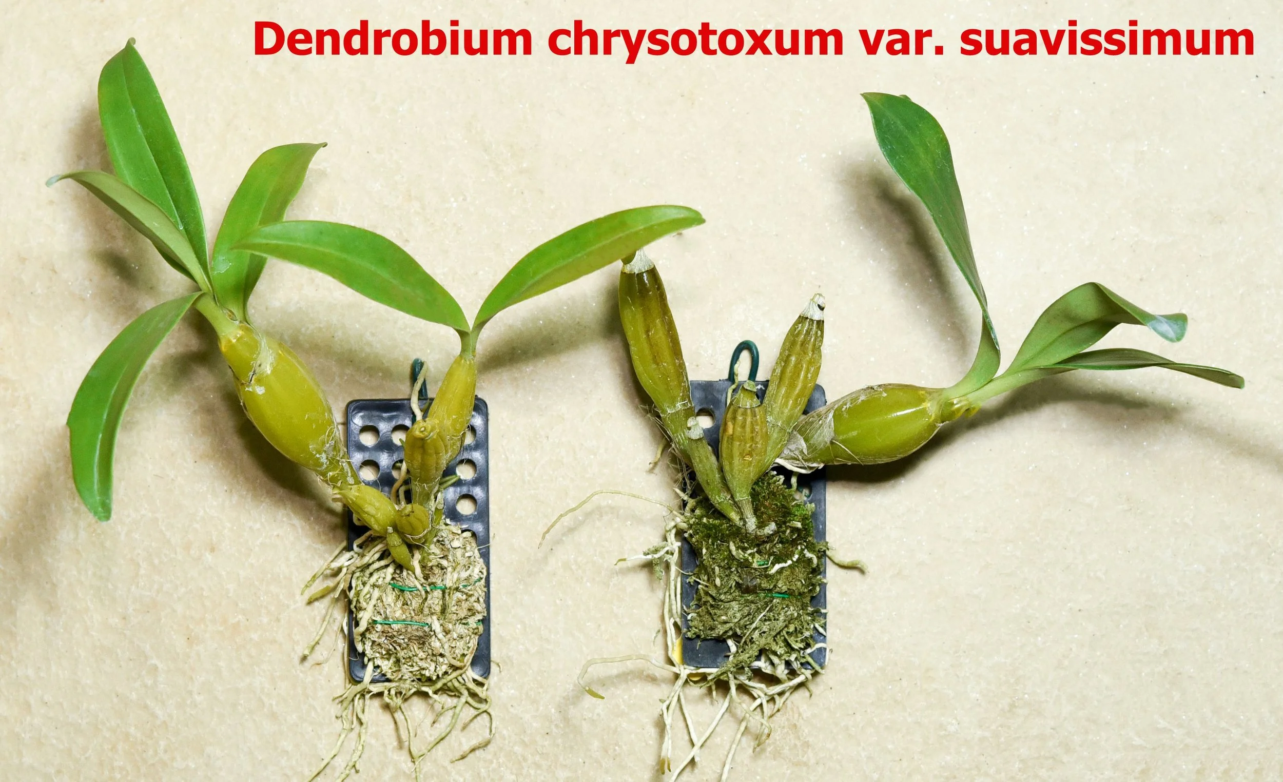 Dendrobium chrysotoxum var. suavissimum.jpg