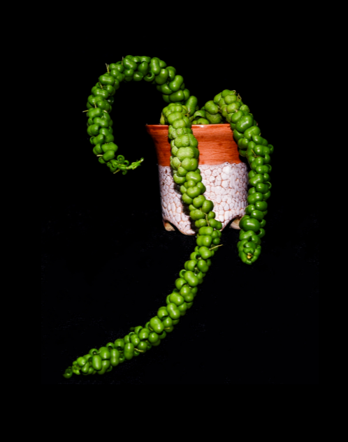 Dischidia-nummularia-Dragon-Jade-67.png