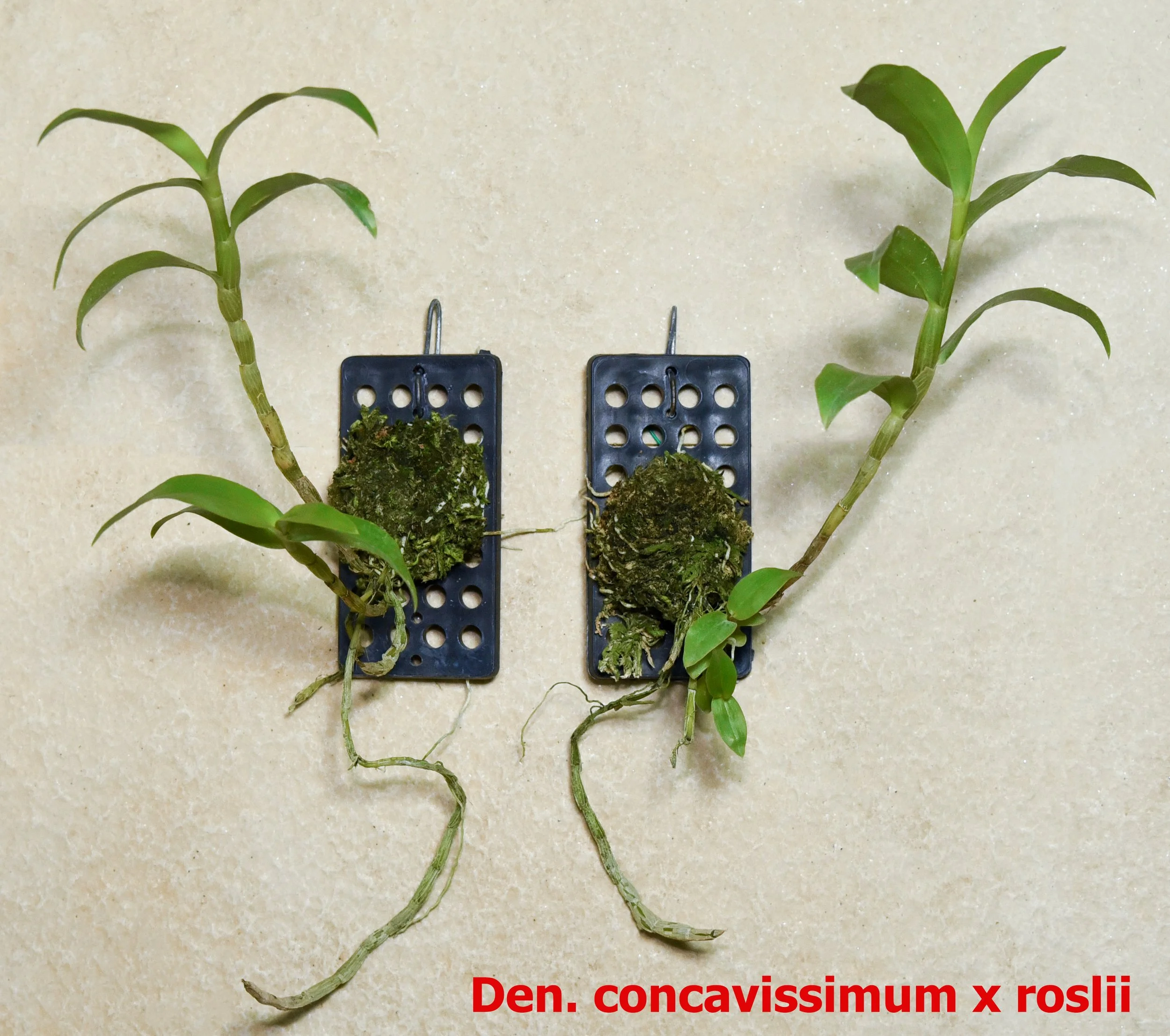 Dendrobium concavissimum x roslii.jpg