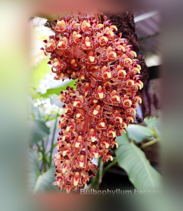 Bulbophyllum beccarii