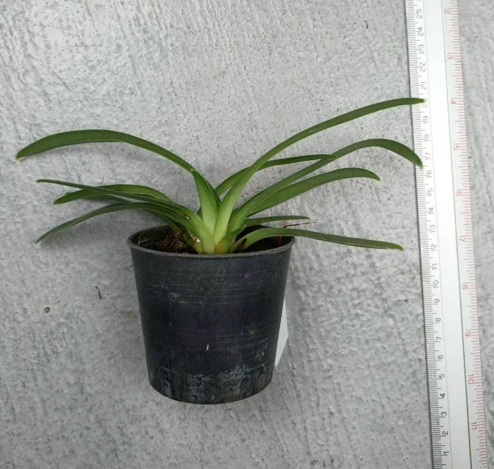 Paphiopedilum henryanum.jpg