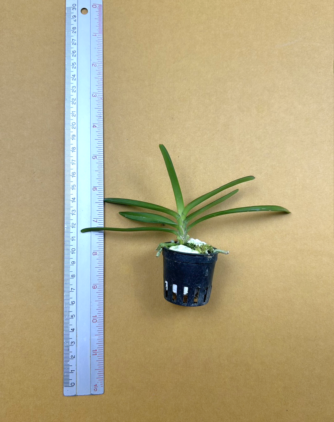 Vanda coerulescens Blue  x Vanda nana.png
