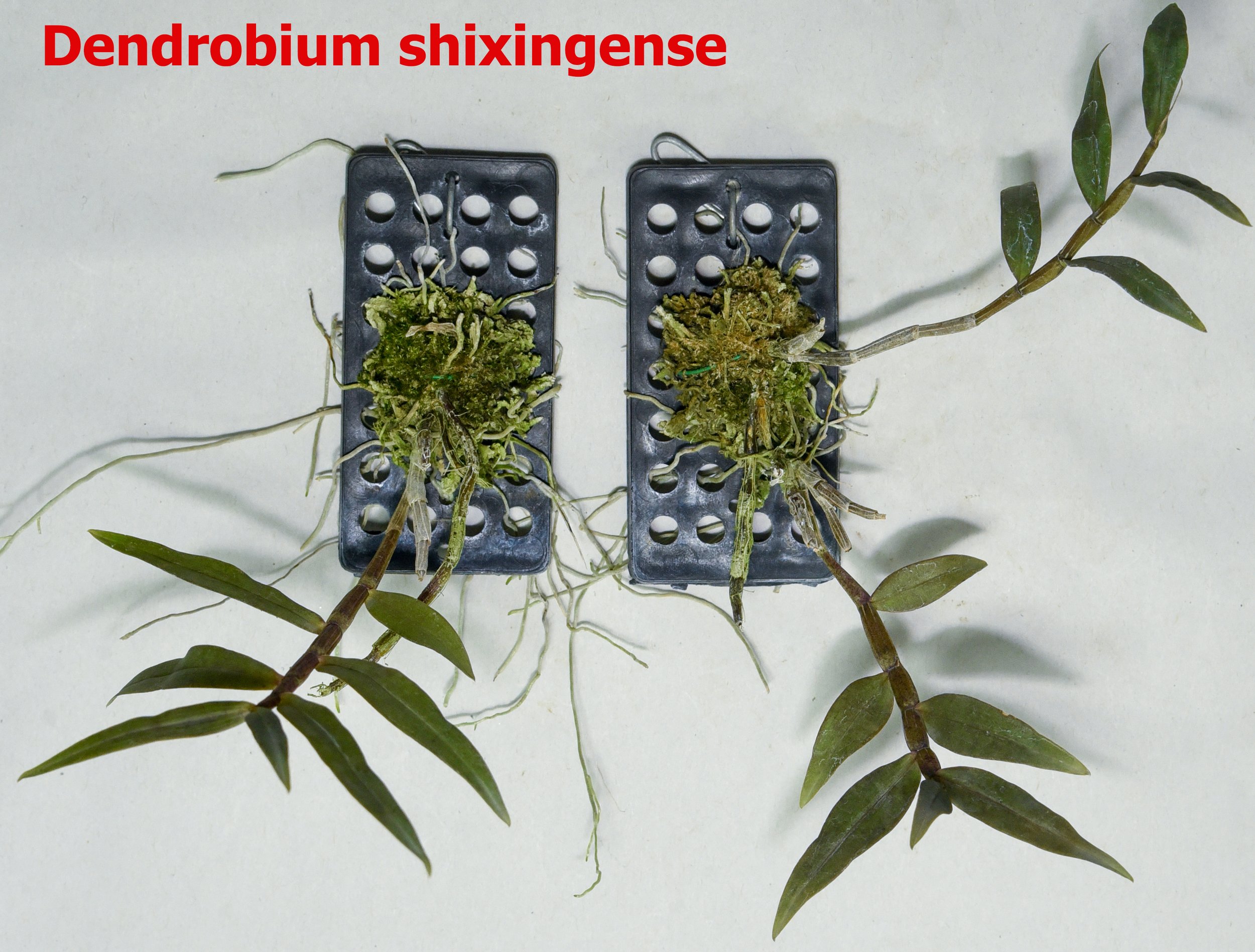 Dendrobium shixingense 2.jpg