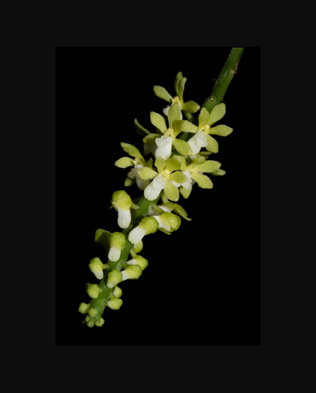 Pomatocalpa-angustifolium-forma-album-67.png