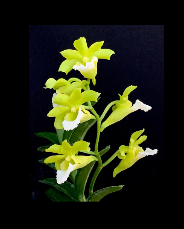 Vanda vietnamica-67.png