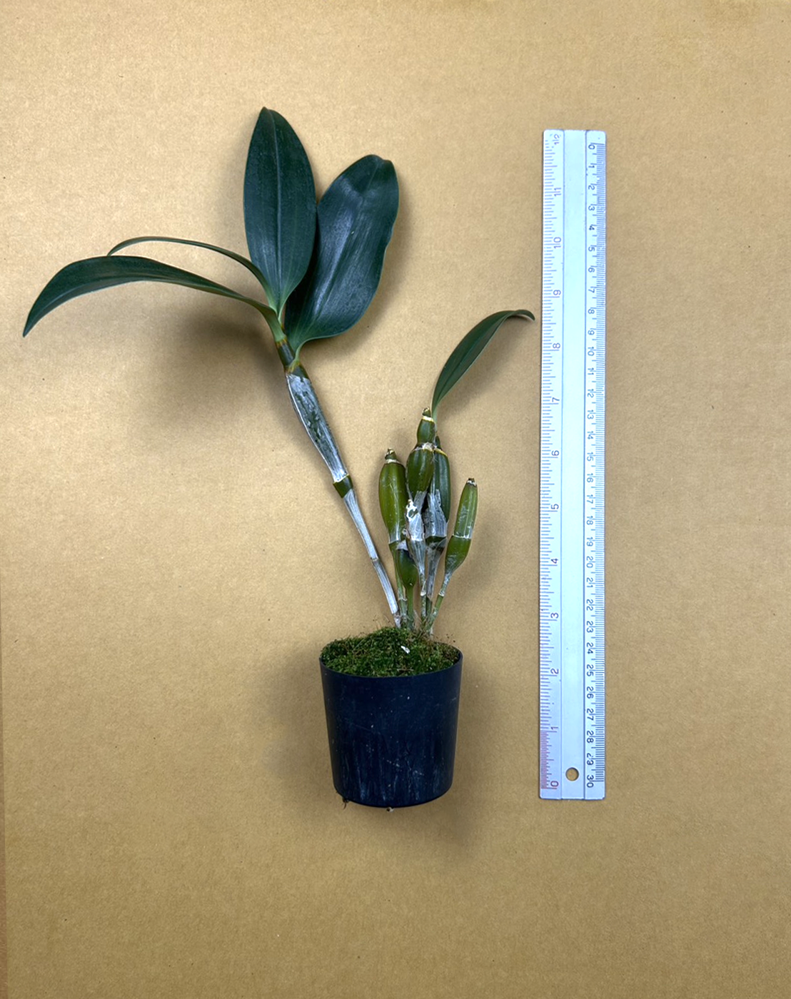 Den. densiflorum.png