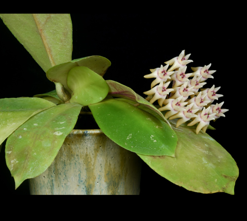 Hoya+mitrata.png