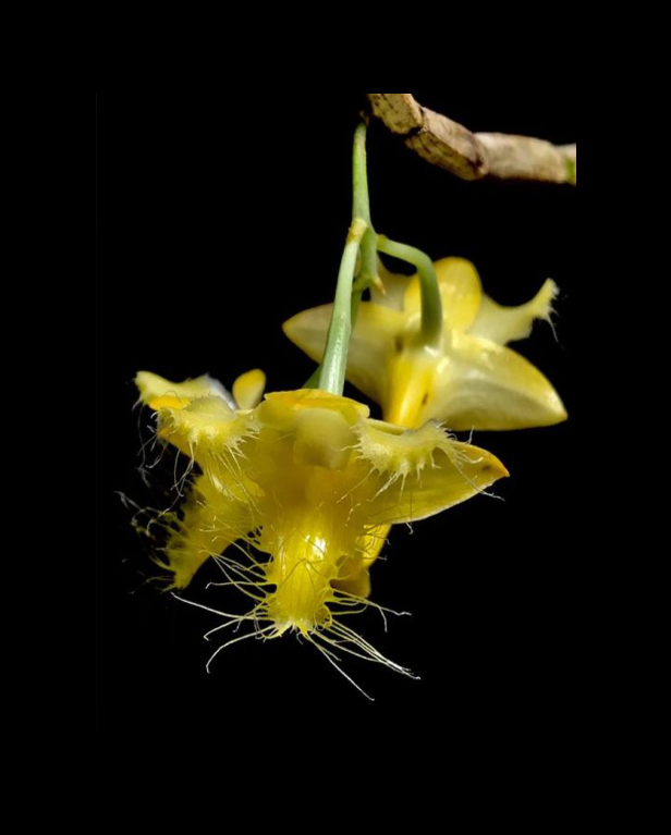 Dendrobium roslii