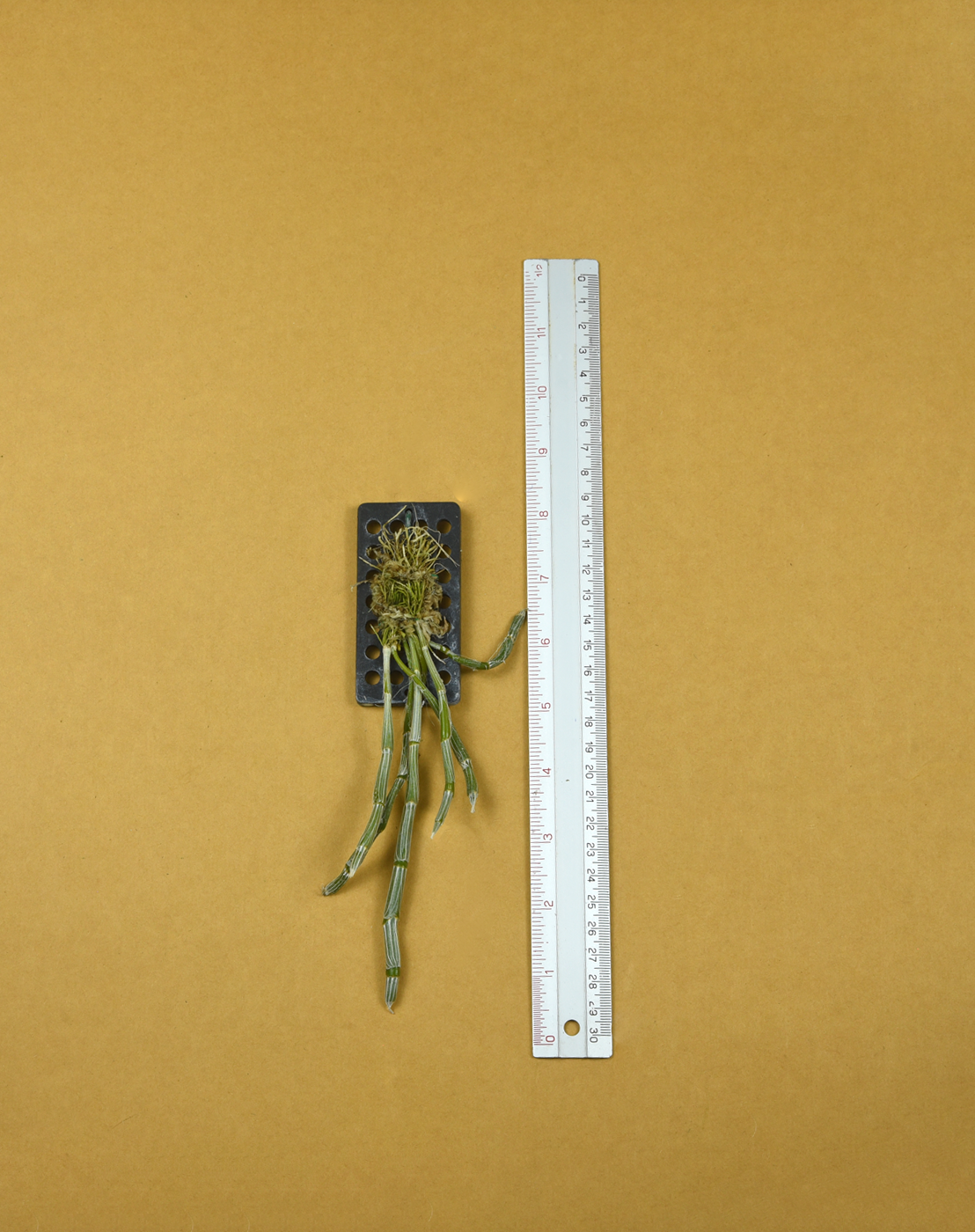 Den. crepidatum.png