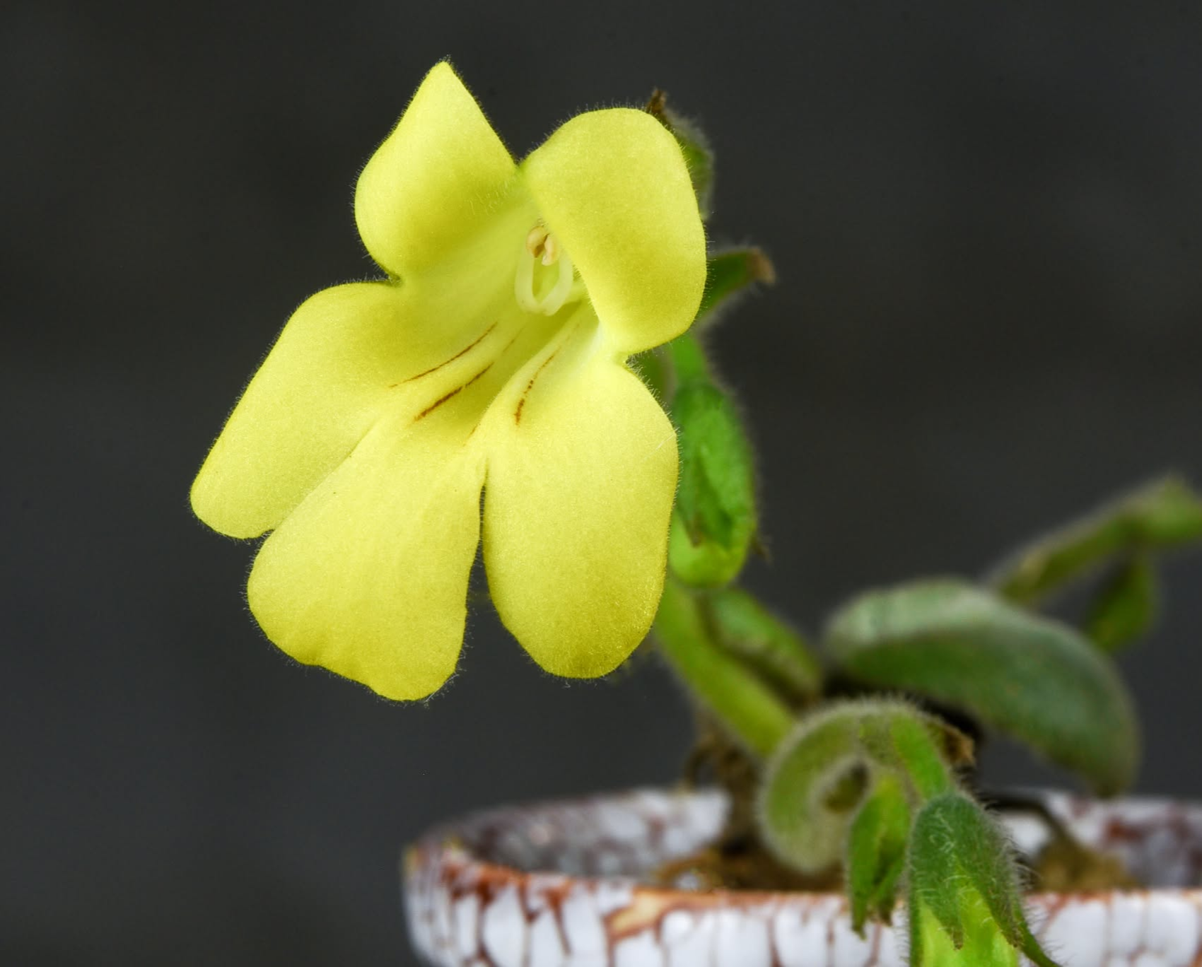 Primulina hoangmongii