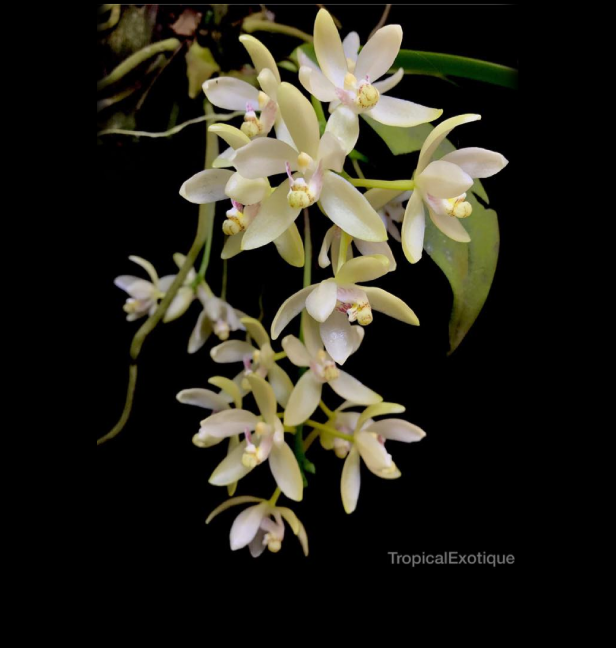 Pteroceras-unguiculatum-67.png