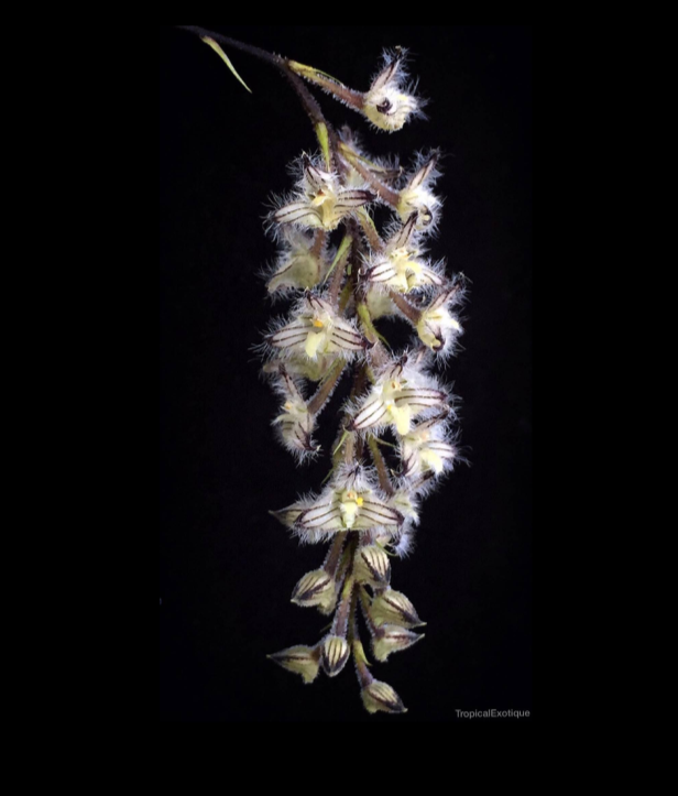 Bulbophyllum lindleyanum