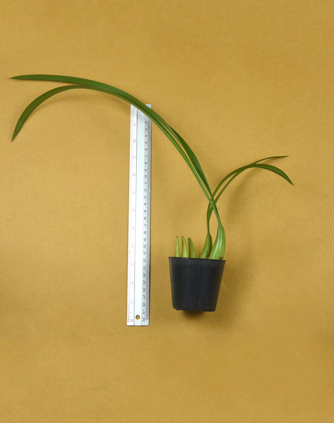 Coel. pseudoviscosa.png