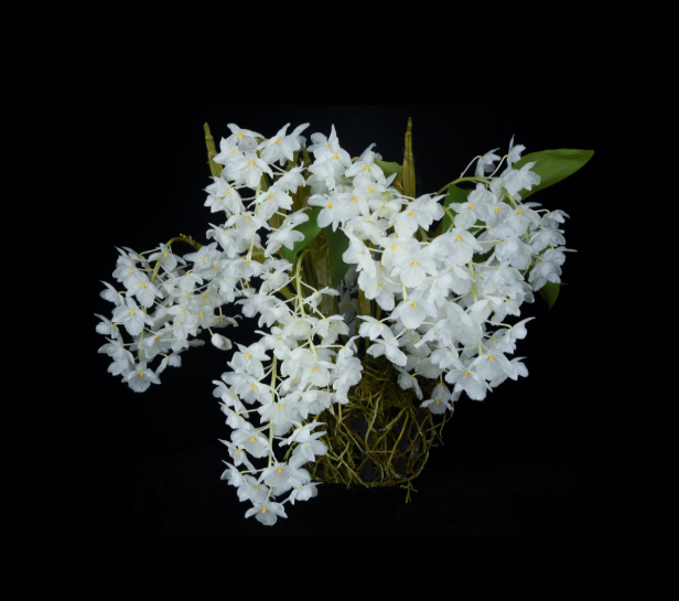Dendrobium farmeri "Album Petaloid"