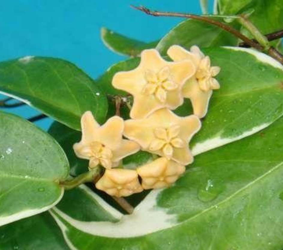 Hoya kenejiana Albomarginata.png