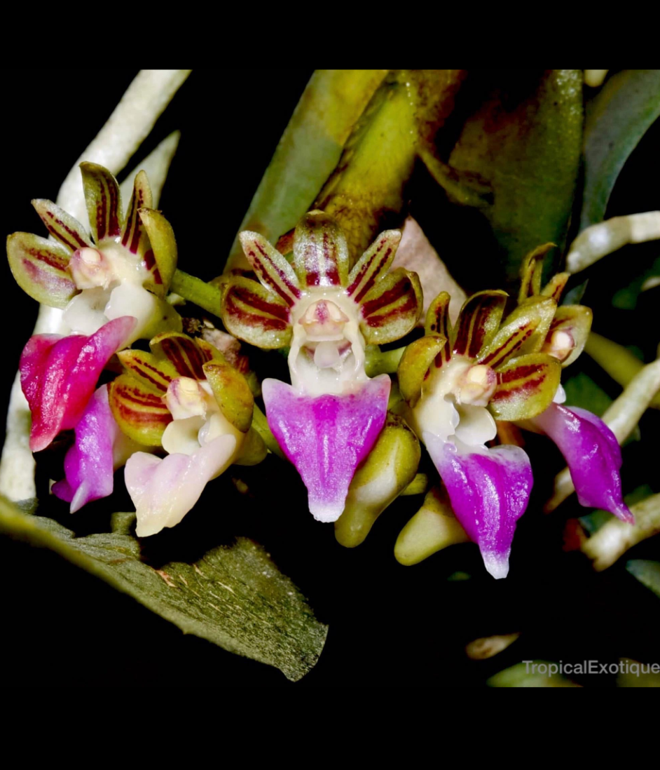 Pelatantheria insectifera.png