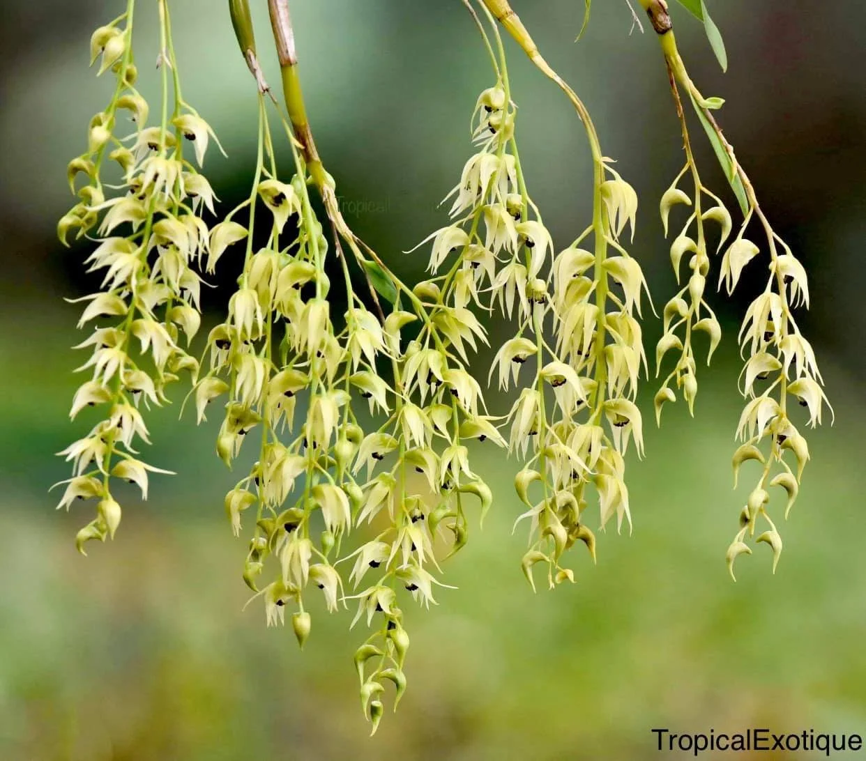 Dendrobium-strongylanthum.jpg