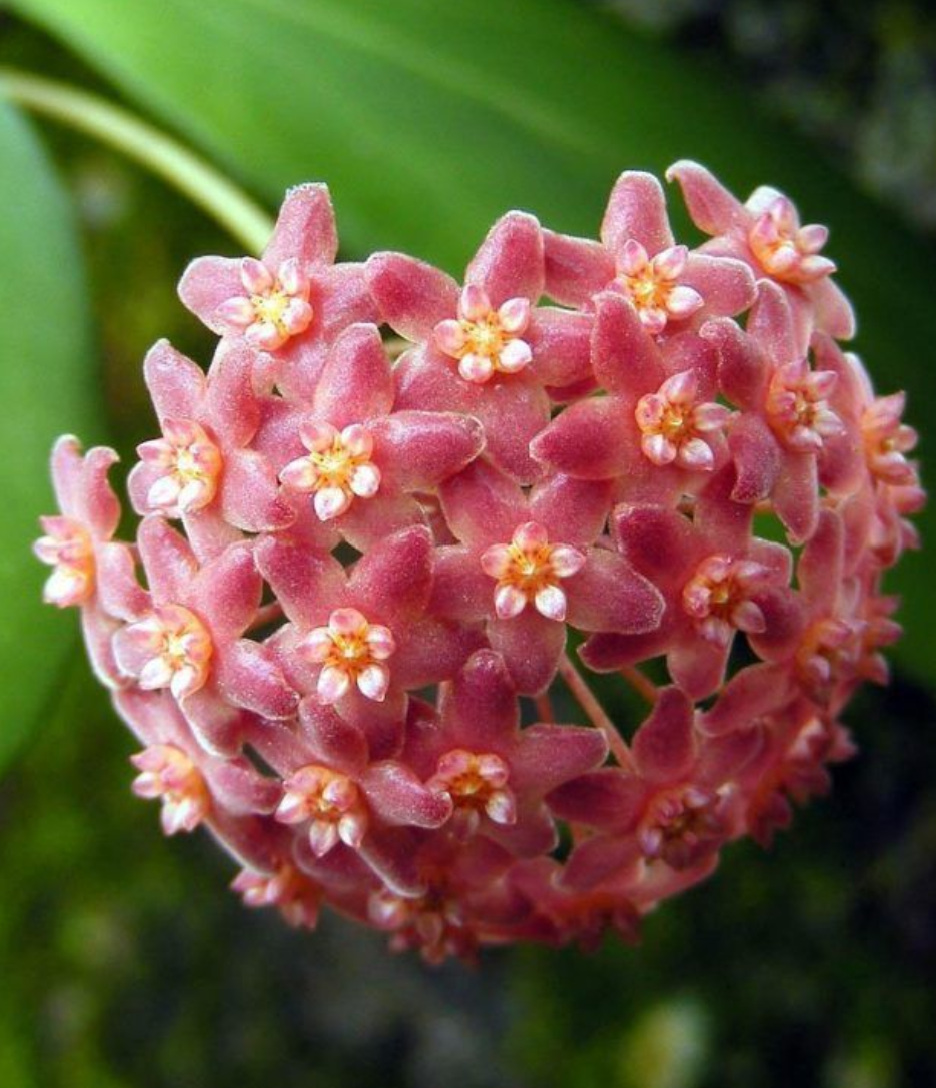 Hoya camphorifolia.png