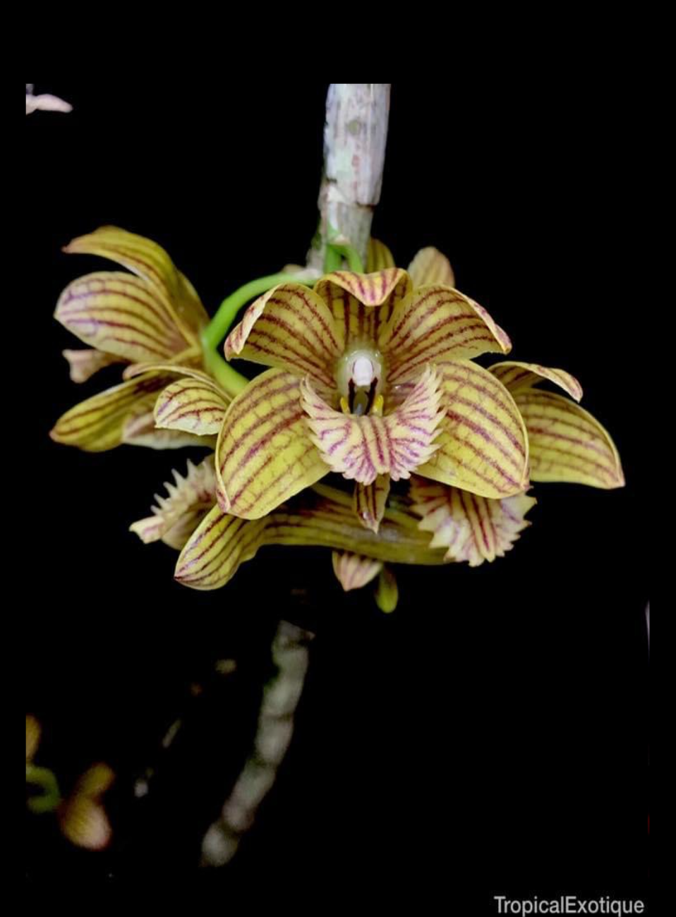 Dendrobium serratilabium.png