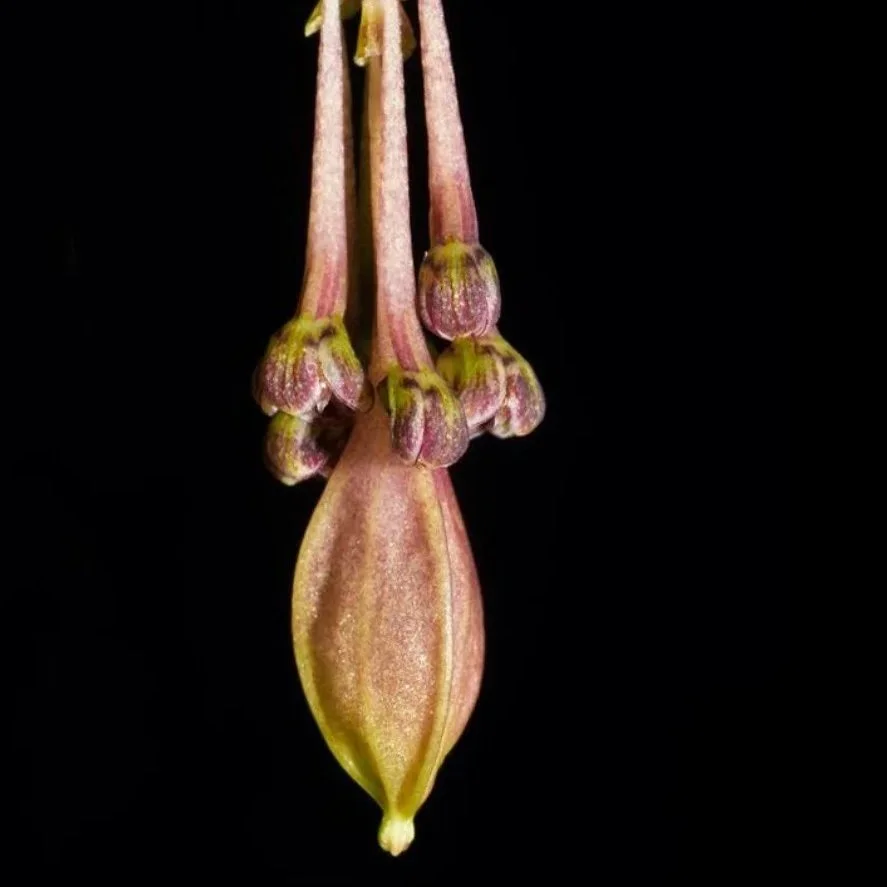 Bulbophyllum physometrum