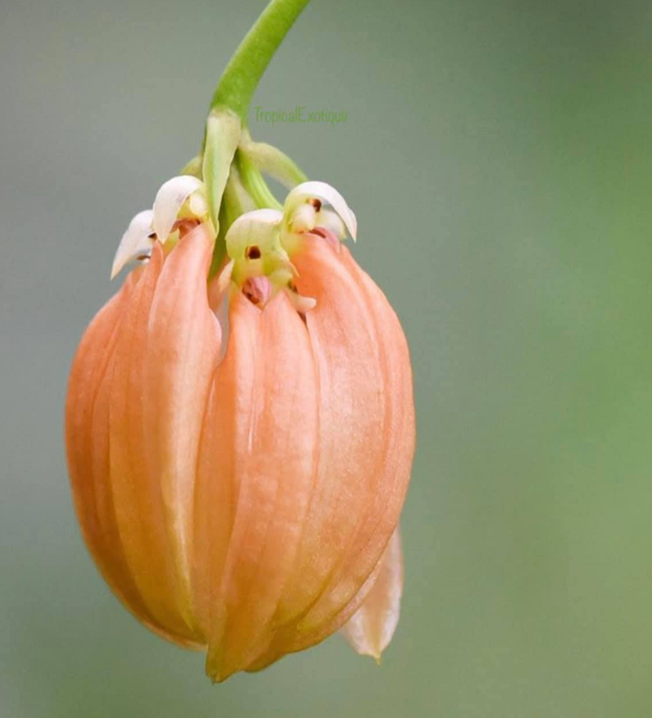 Bulbophyllum salmoneum