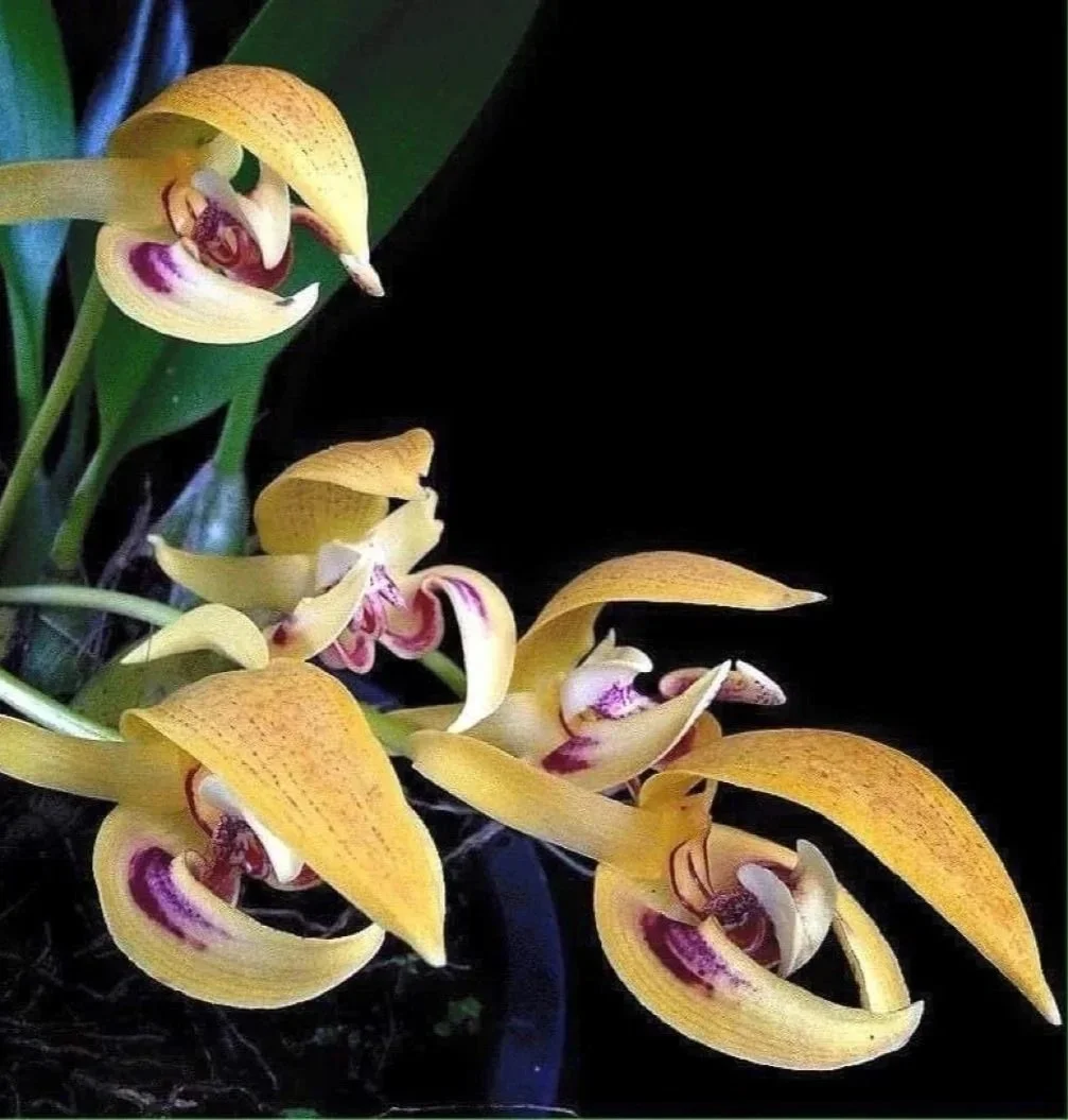 Bulbophyllum dearei