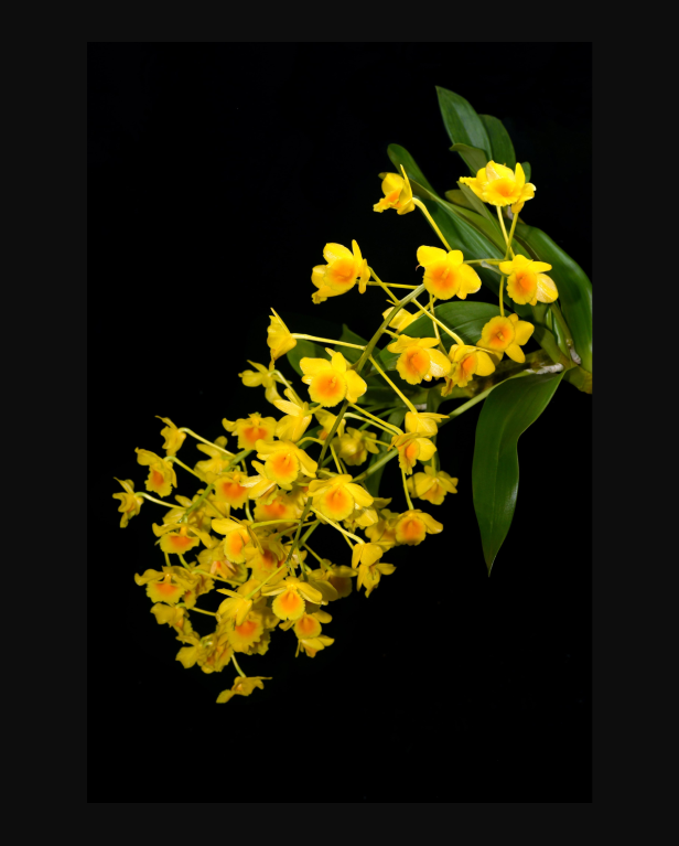 Dendrobium chrysotoxum