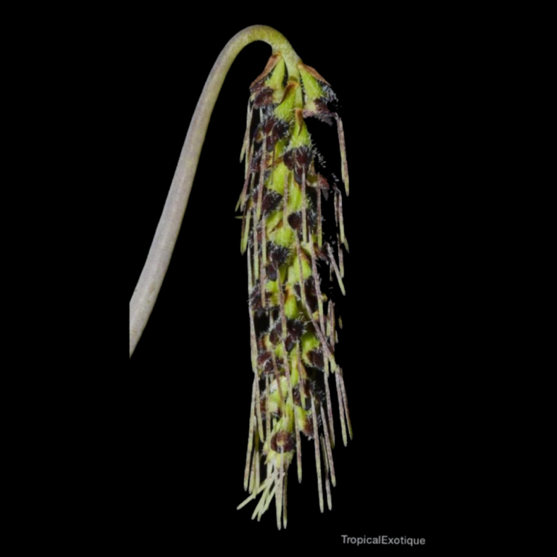 Bulbophyllum lemniscatoides
