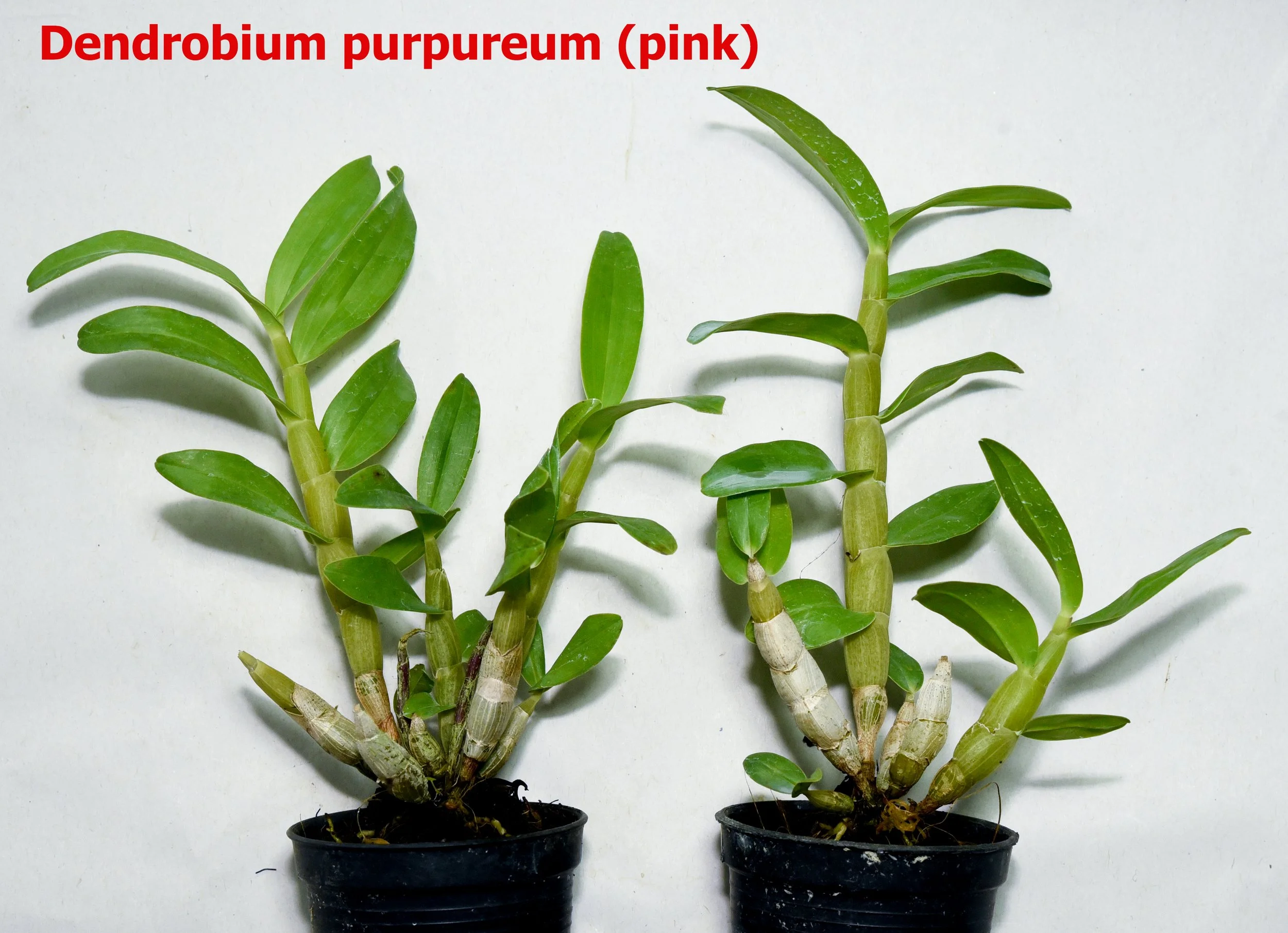 dendrobium purpureum pink.jpg