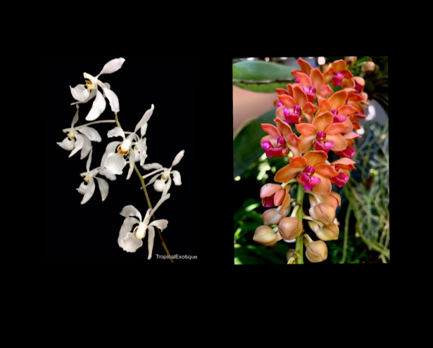 Holcoglossum+subulifolium+x+Rhynchostylis+gigantea+Orange-67.png