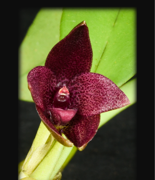 Bulbophyllum-elevatopunctatum-67.png