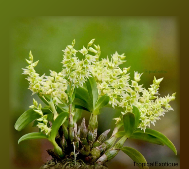 Dendrobium perpaulum