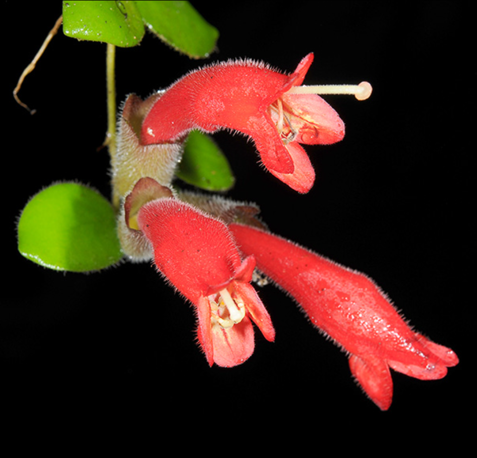 Aeschynanthus radicans