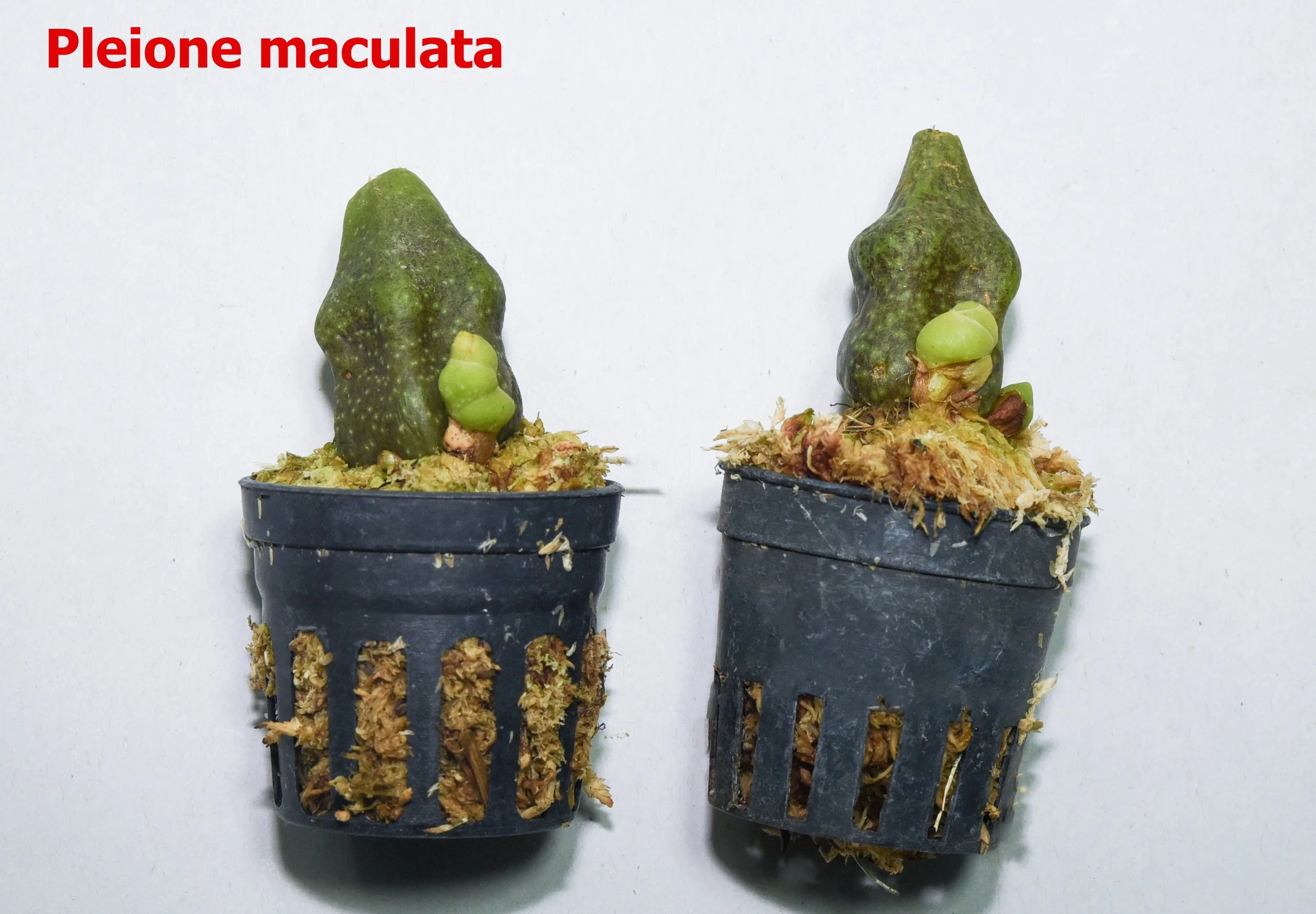 Pleione maculata.jpg