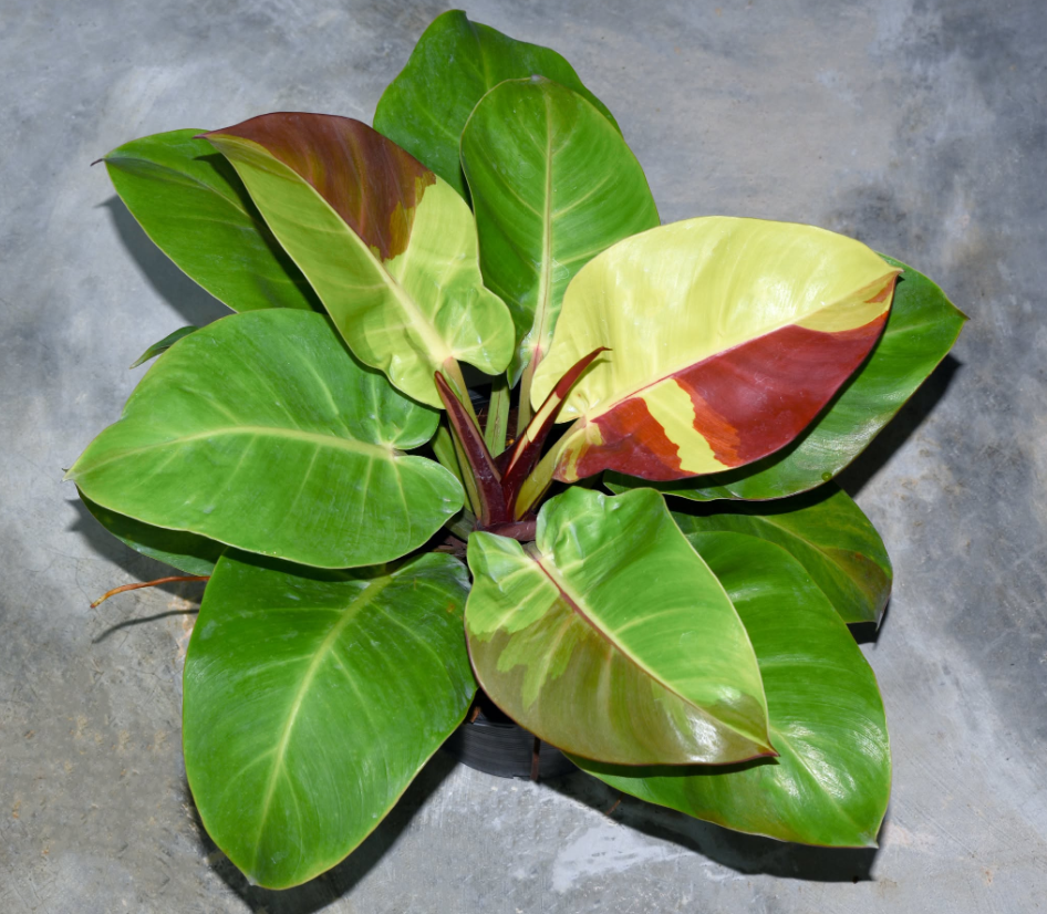 Philodendron Yellow Flame.png