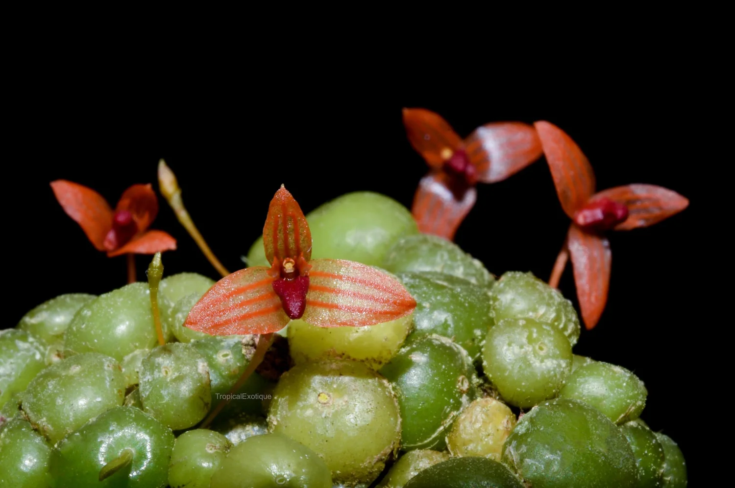 Bulbophyllum moniliforme — TropicalExotique