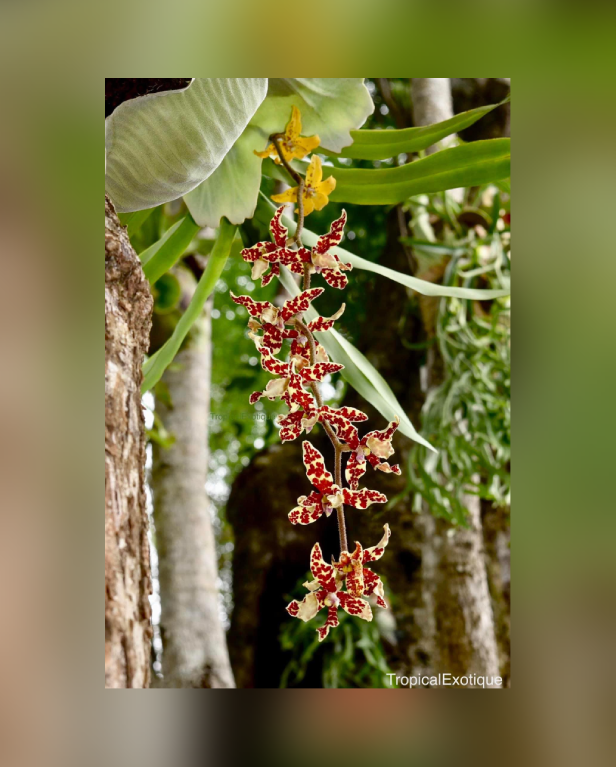 Dimorphorchis lowii