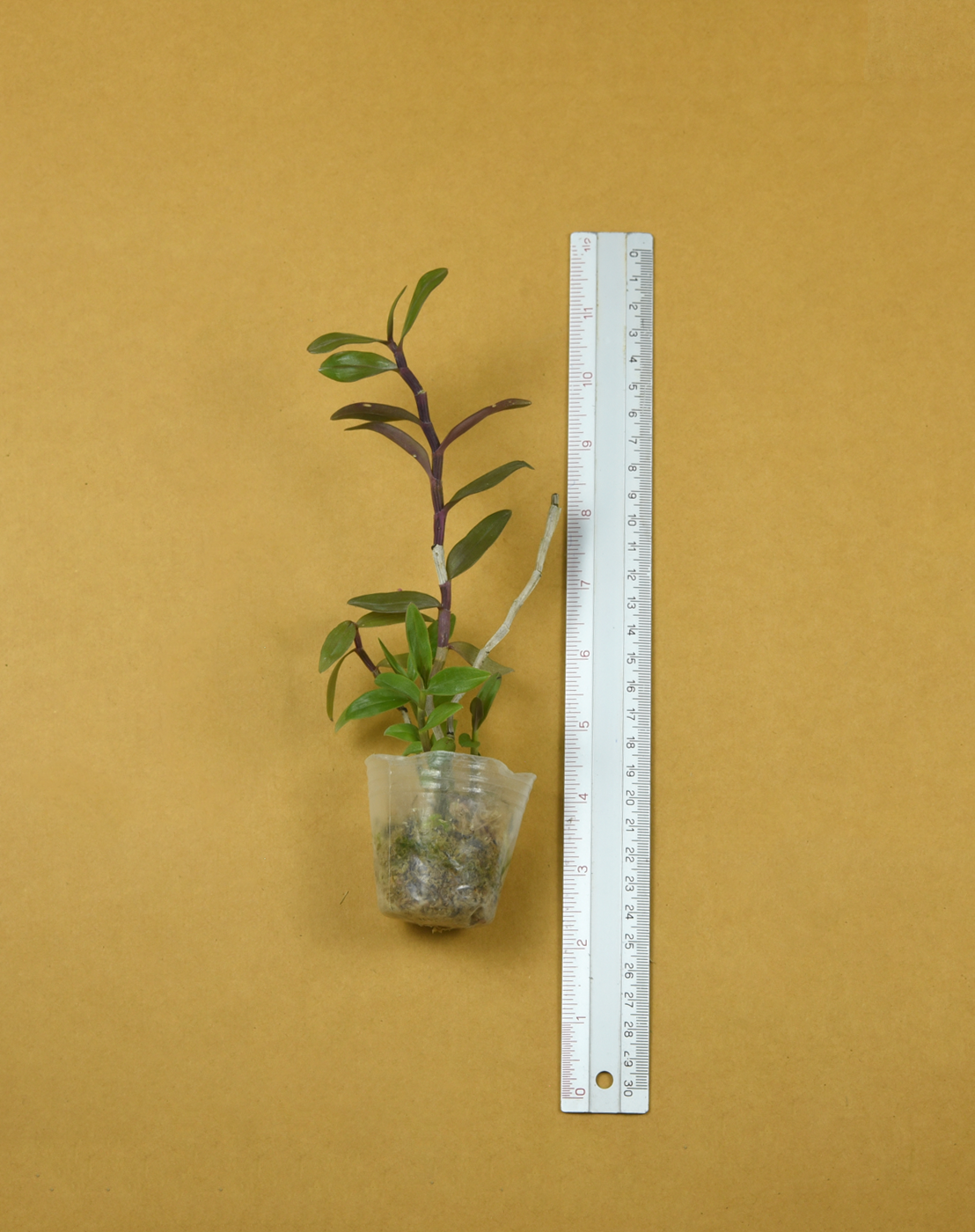 Den. Tropic Pastel.png
