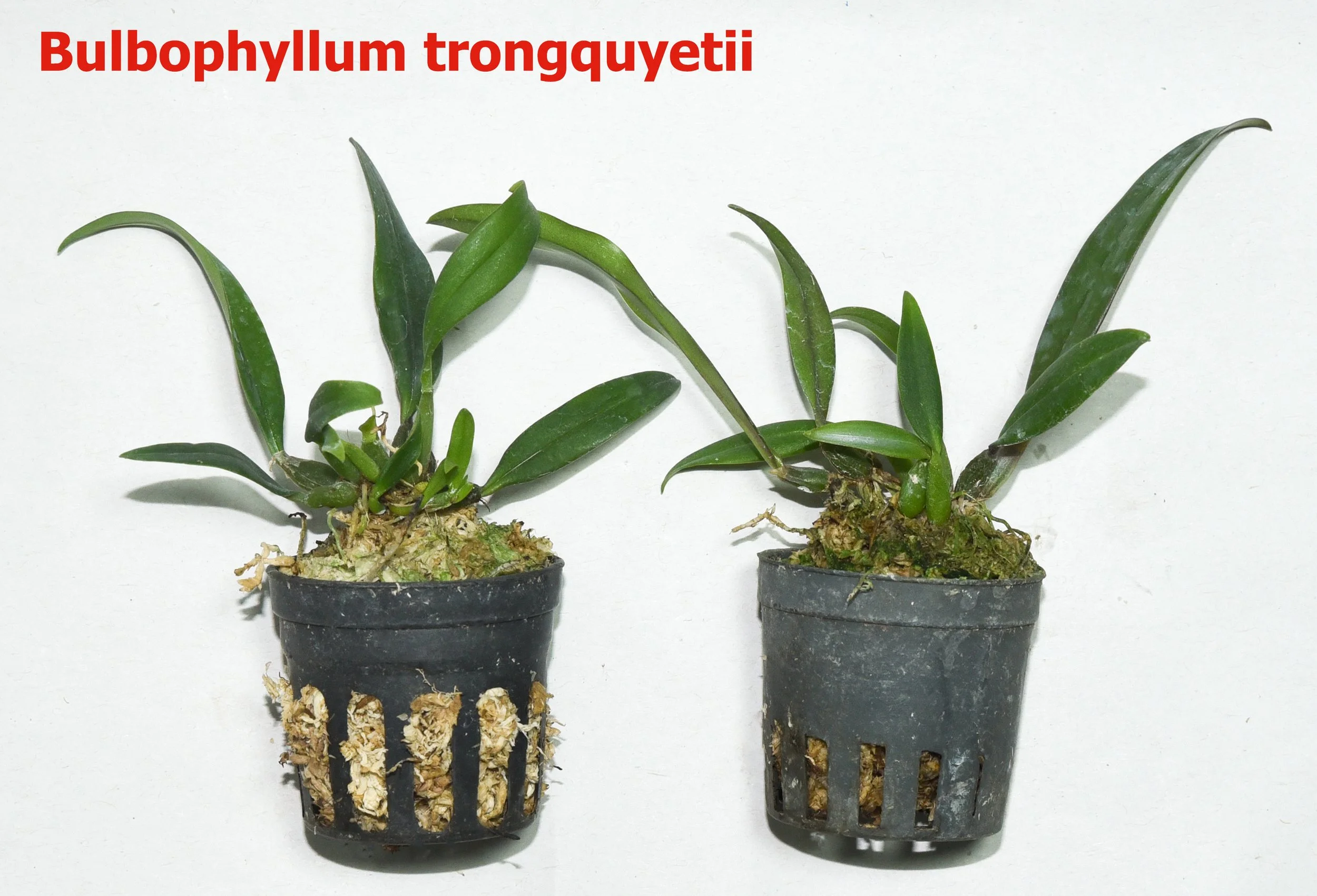Bulbophyllum trongquyetii.jpg