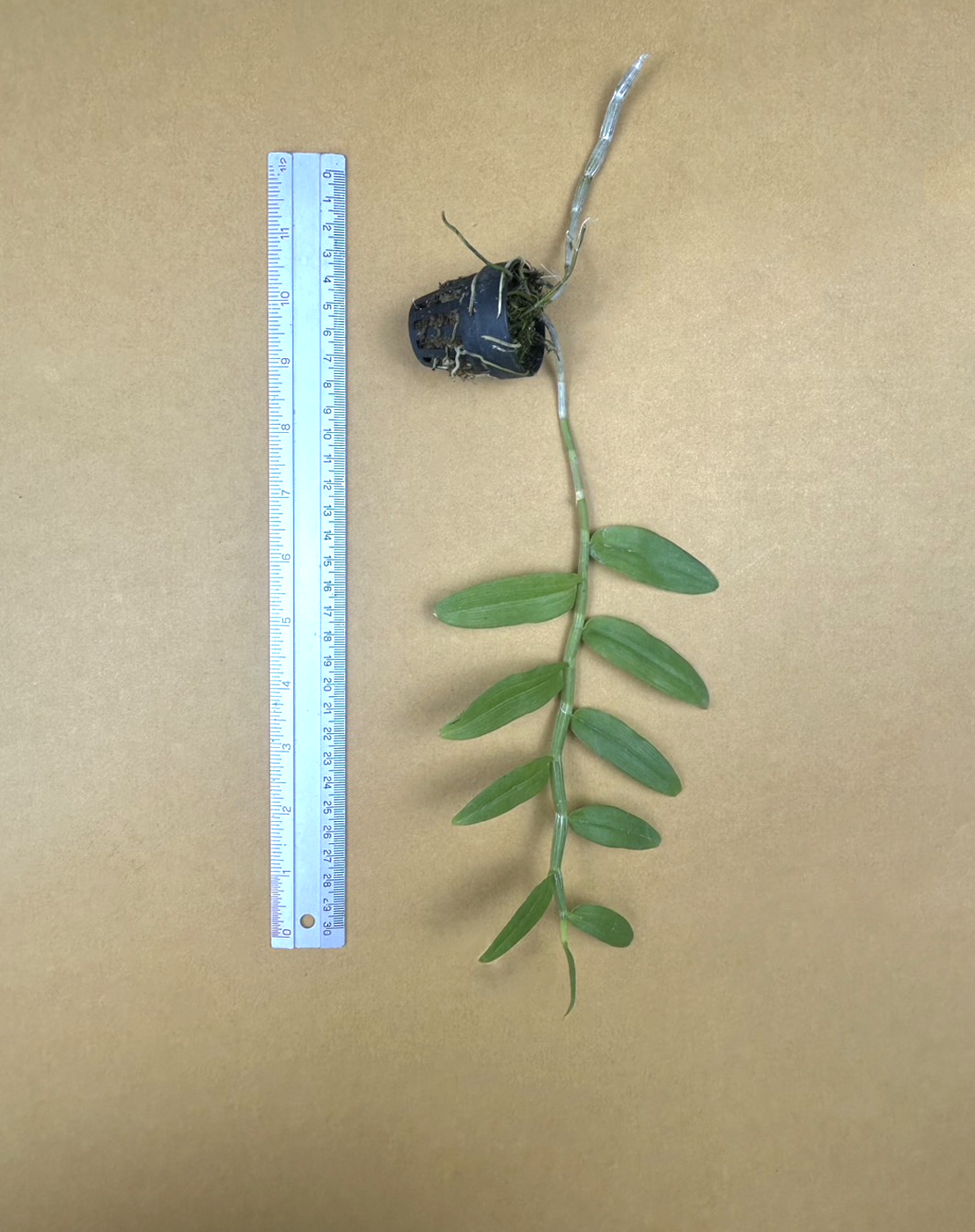 Den. anosmum (Philippines).png