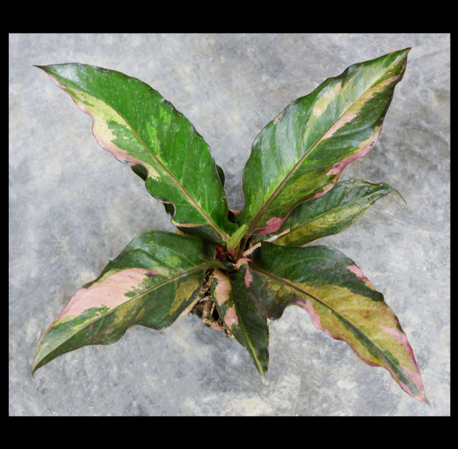 Anthurium+Renaissance.png