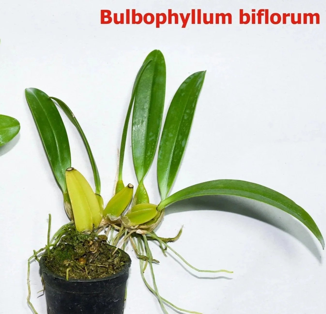 Bulbophyllum%2Bbiflorum.jpg