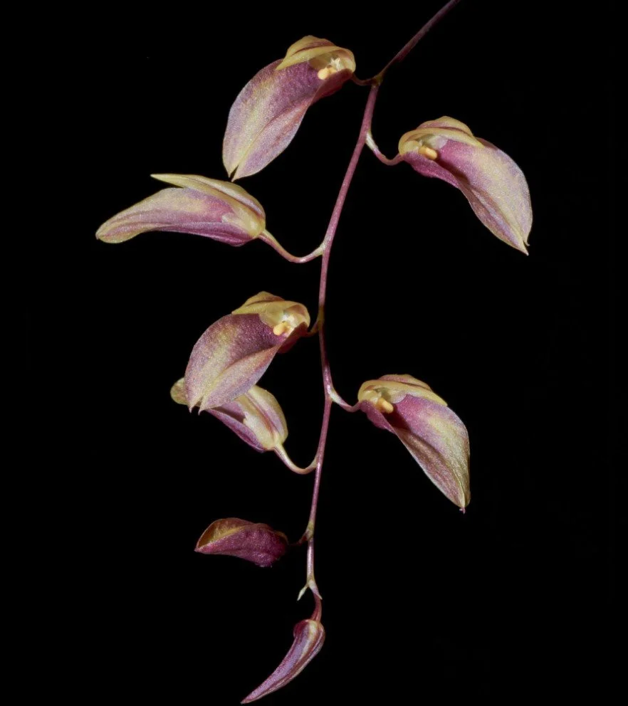 Bulbophyllum-callichroma.jpg