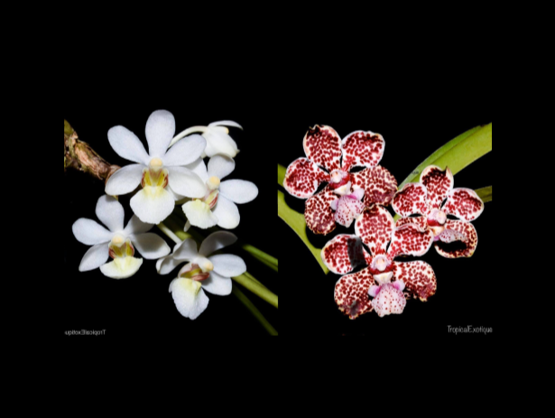 Holcoglossum+rupestre+x+Vanda+lombokensis-67.png